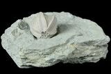 Blastoid (Pentremites) Fossil - Illinois #184105-1
